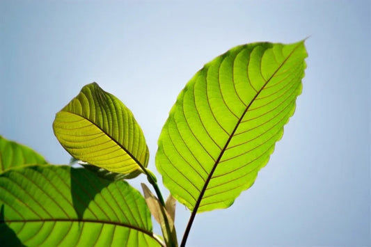 What is Kratom