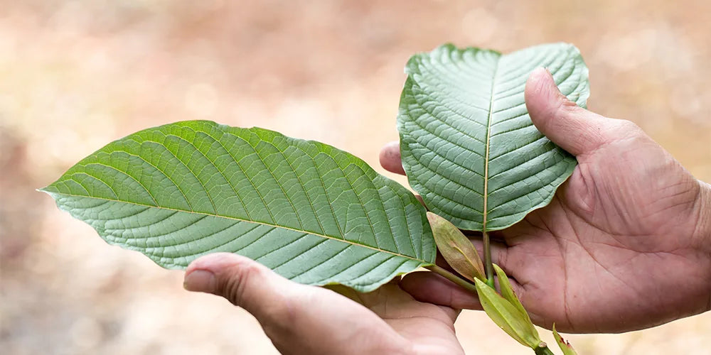 Chocolate Kratom Leaf