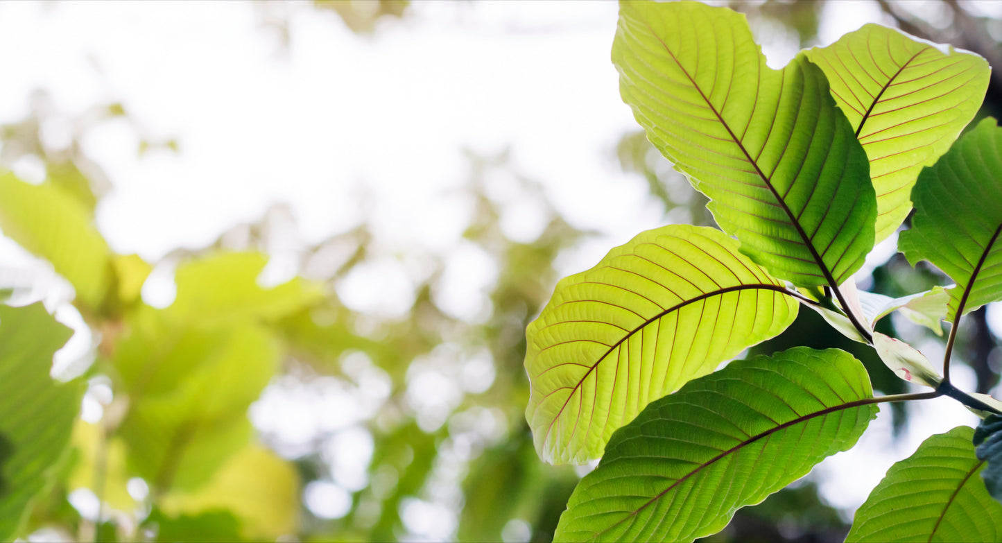 GREEN MAENG DA LEAVES