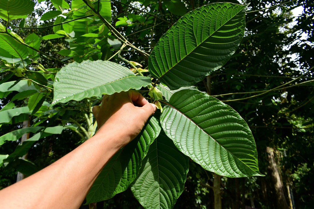 How is Kratom Harvested