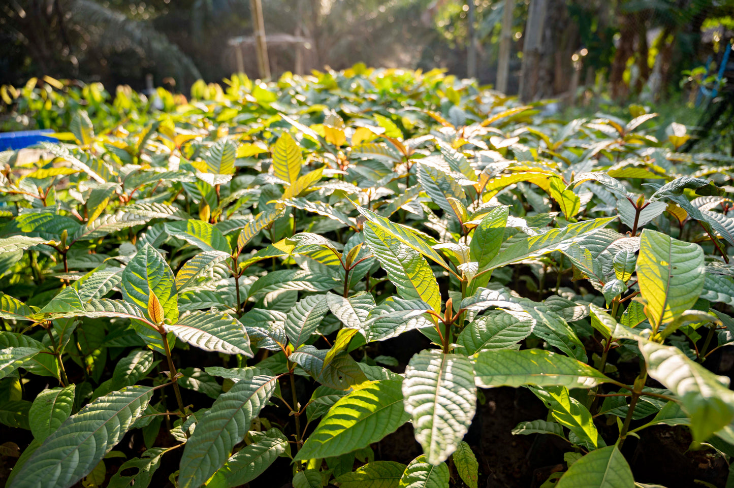 GREEN BORNEO CAPSULES Success