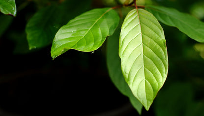 GREEN BORNEO CAPSULES Success