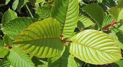 Red Indo kratom leaf