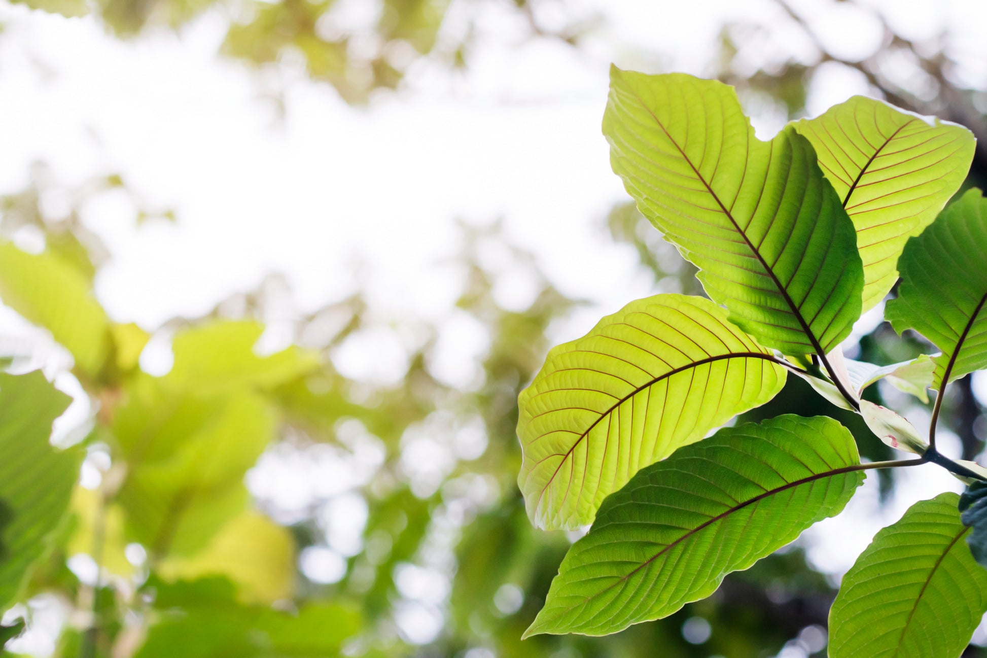 Green Malay Kratom Capsules